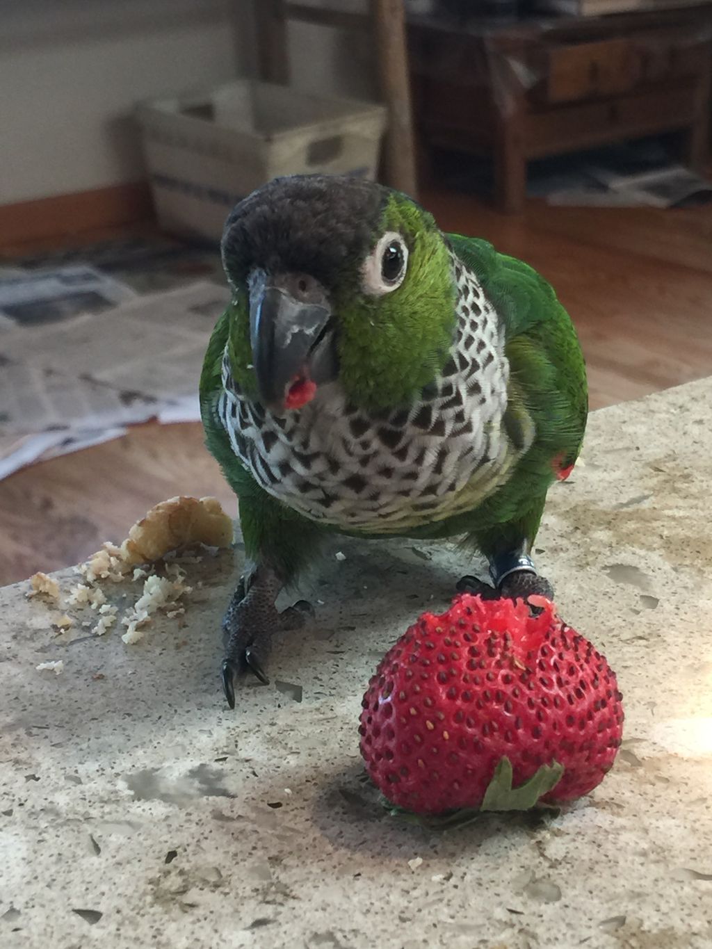 Nutmeg African Conure