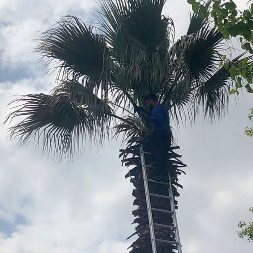 We hired Carolina’s team to trim our two palm tree