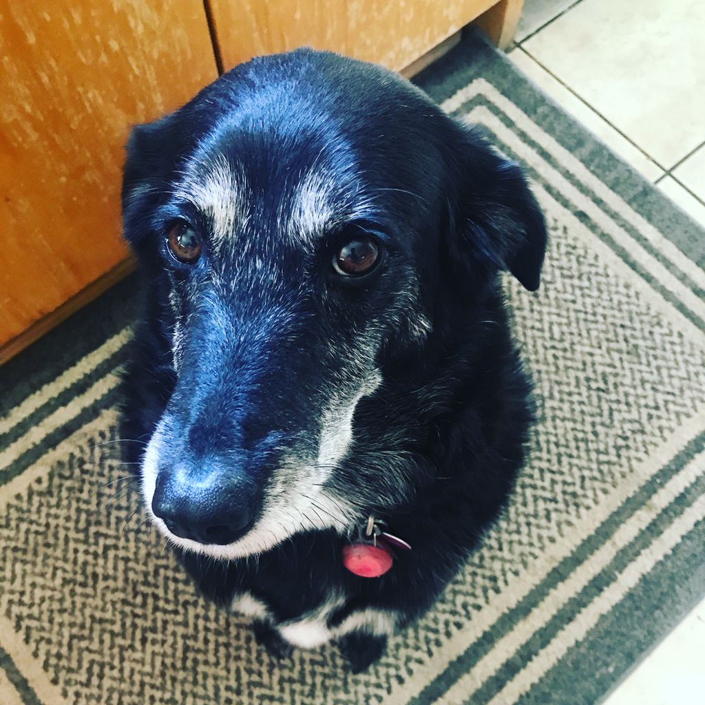 Hi, I see you have nom nom in your hand