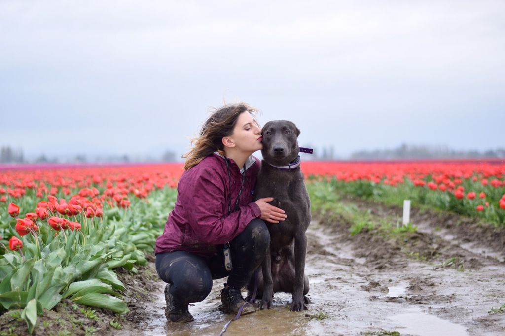 Head Up Dog Training