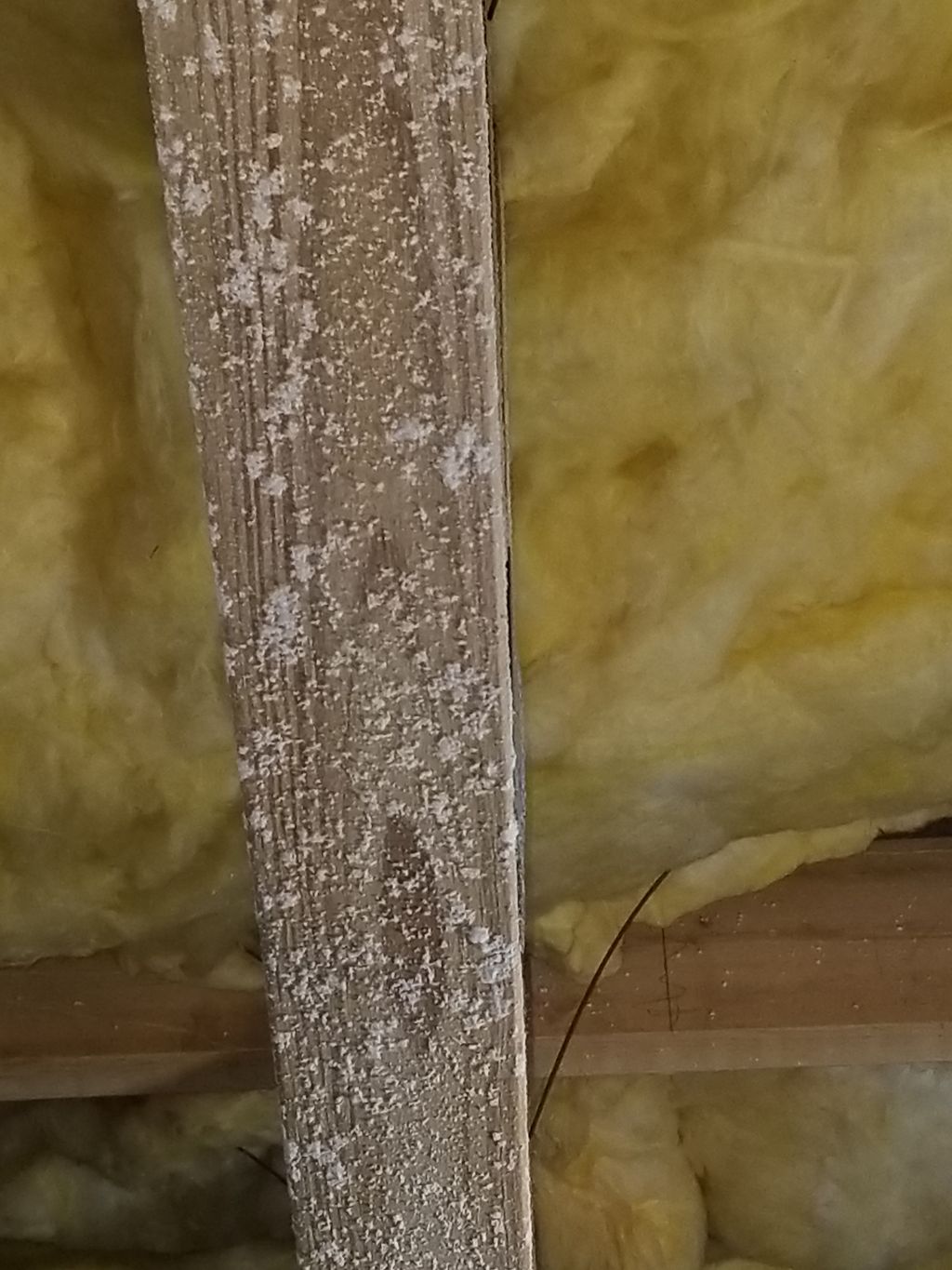 Mold Remediation and Insulation/Vapor Removal & Re