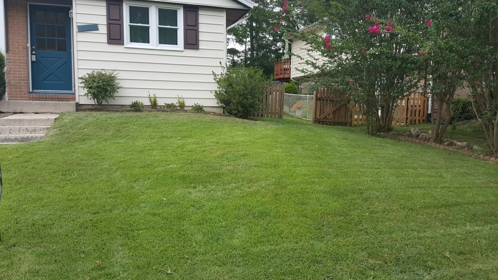 gorgeous lawn, lines and all 
