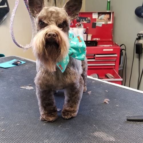 Spa 4 Paws Pet Grooming - Edwardsville, IL
