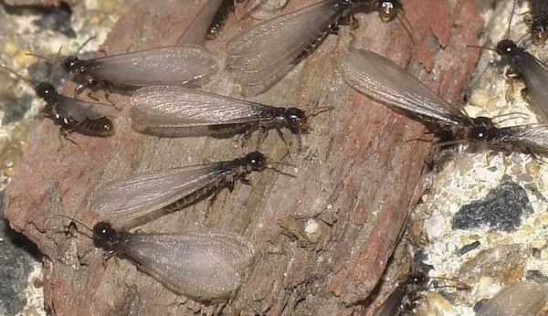 termite swarmers 
