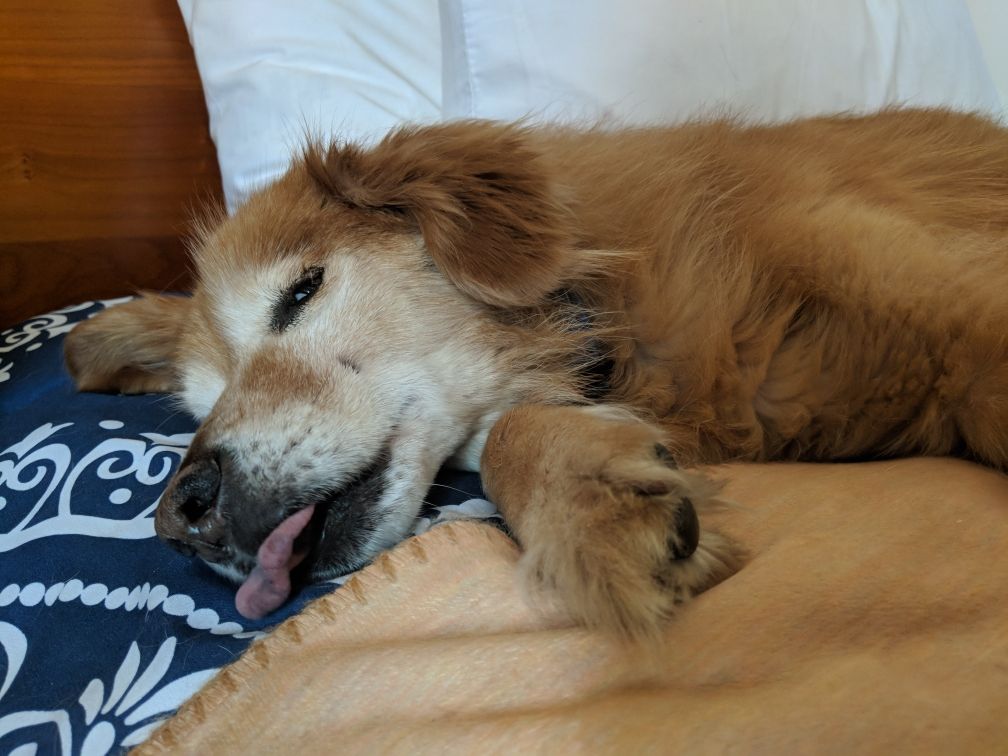 Our silly boy Rocco