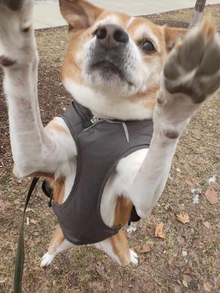 Marlo loves seeing his dog walkers!