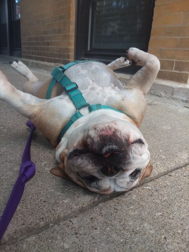 Lola may not be a big walker but she's always smil