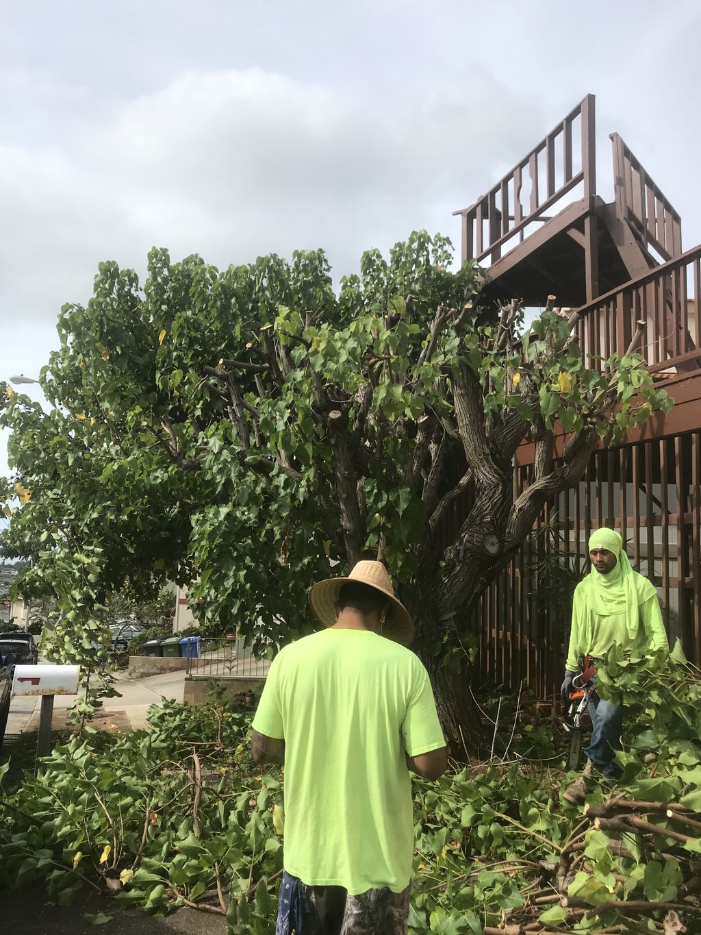 Tree Trimming and Removal