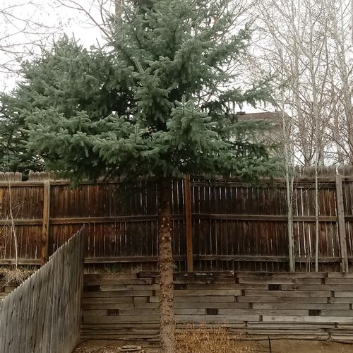spruce tree removal