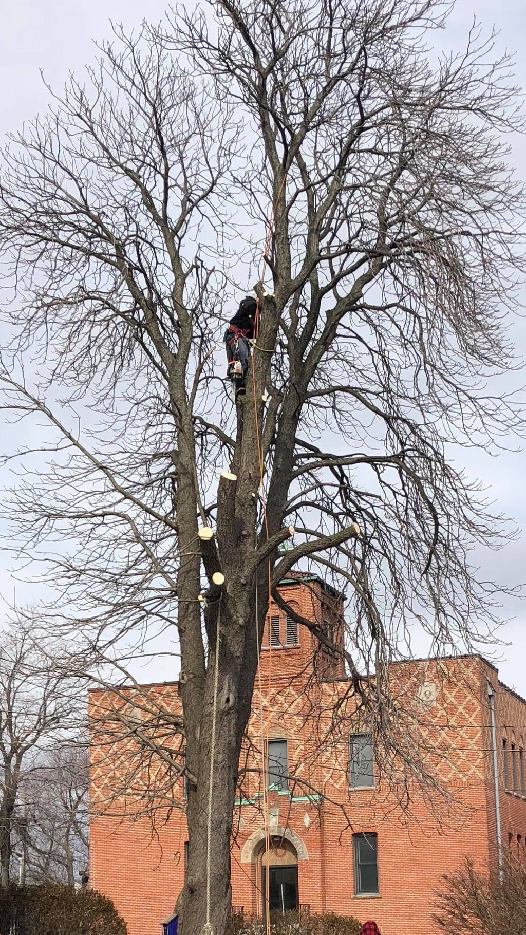 Tree Trimming and Removal