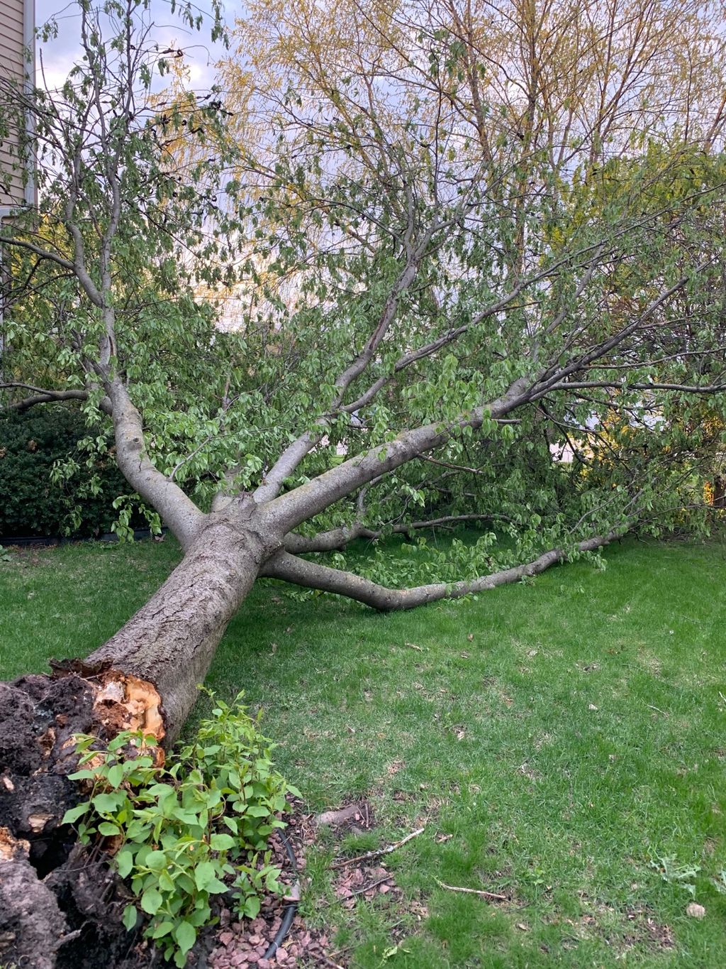 We had a tree fall on its own unexpectedly. They w