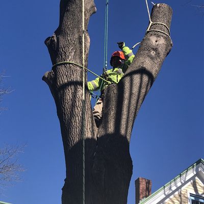 Avatar for Jose Morales/ Maine Arborworks LLC