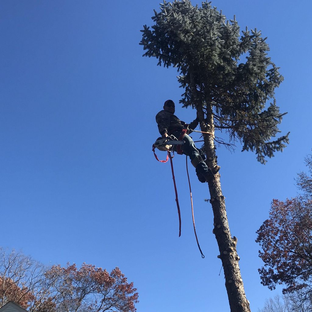 Tecu tree service