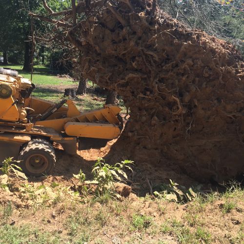 Fallen tree stump 13.5 ft tall