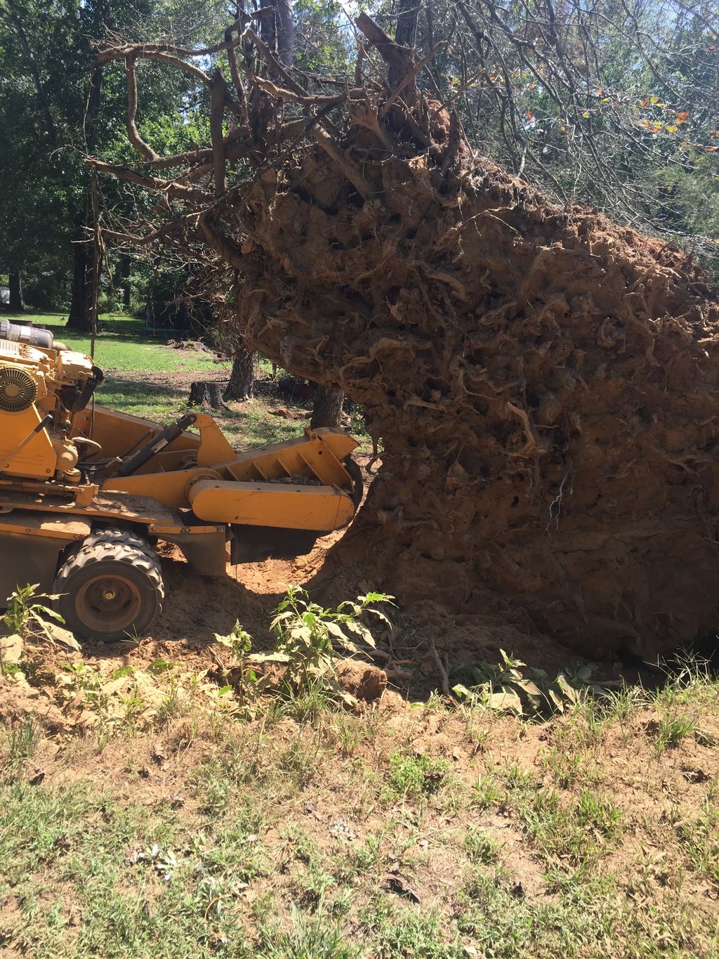 Fallen tree stump 13.5 ft tall