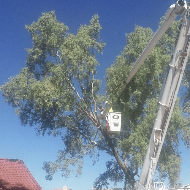 Arizona Tree Techs