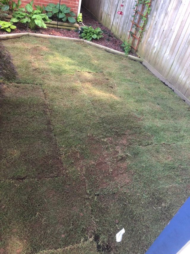 Sod installation 