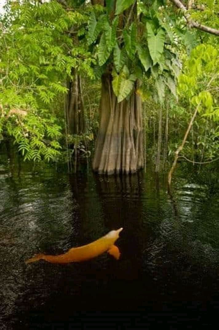 The pink dolphin lives in the flooded forest ( iga