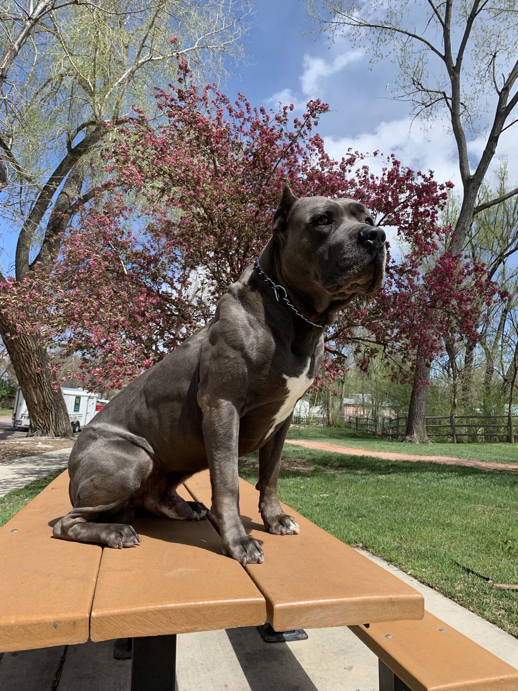 Talk about RIPPED! Kuda runs half-marathons every 