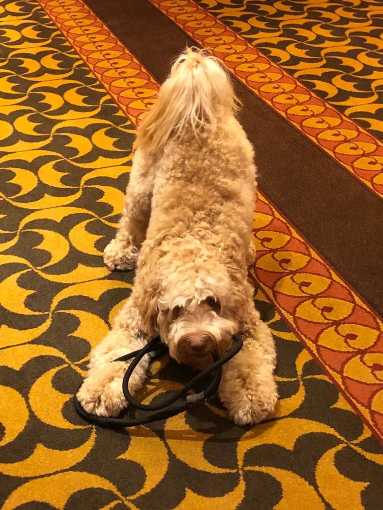 Another pic of June. He loves playing chase vs fet
