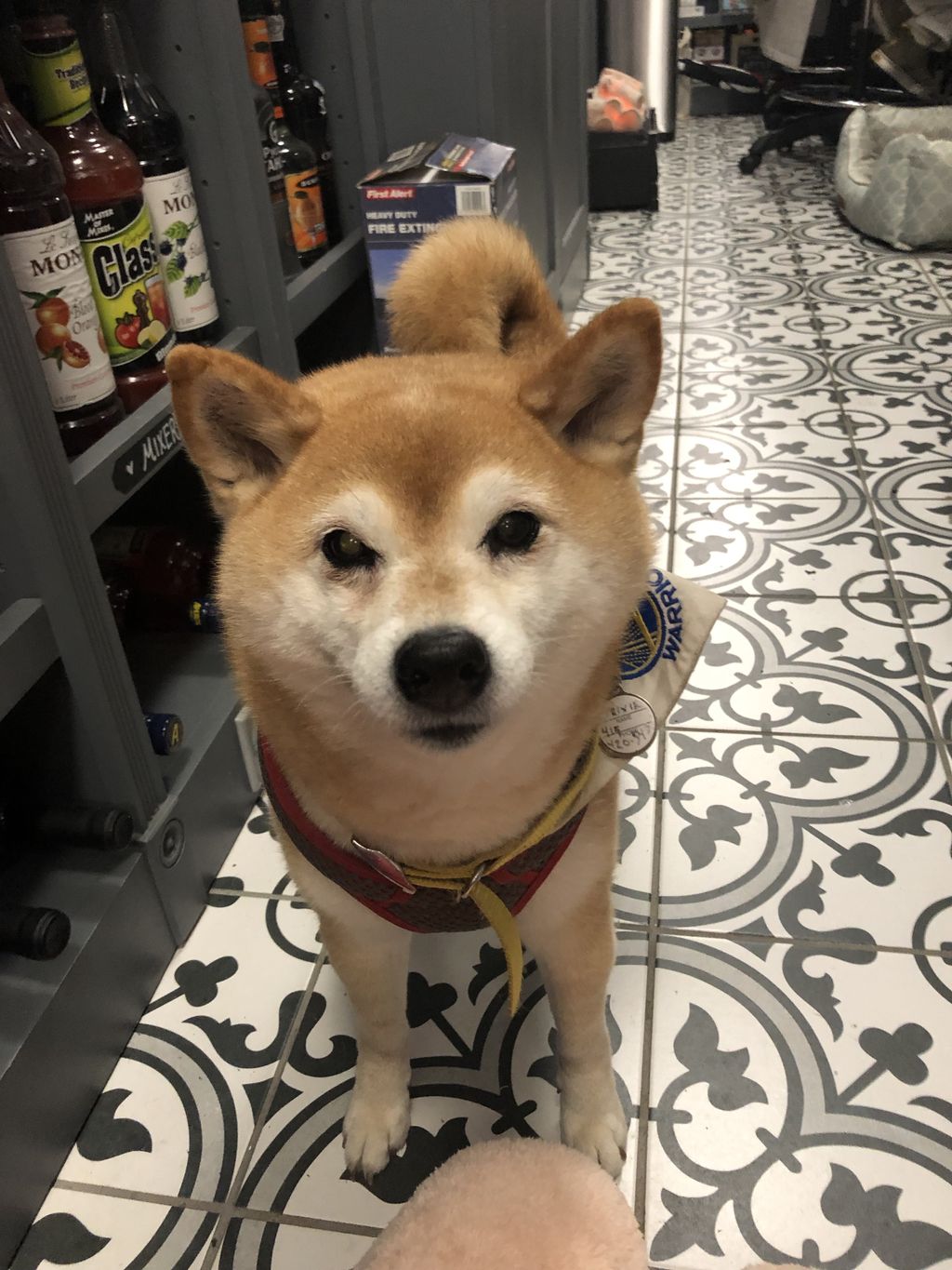 Trixie, the neighborhood market sweetheart. :)
