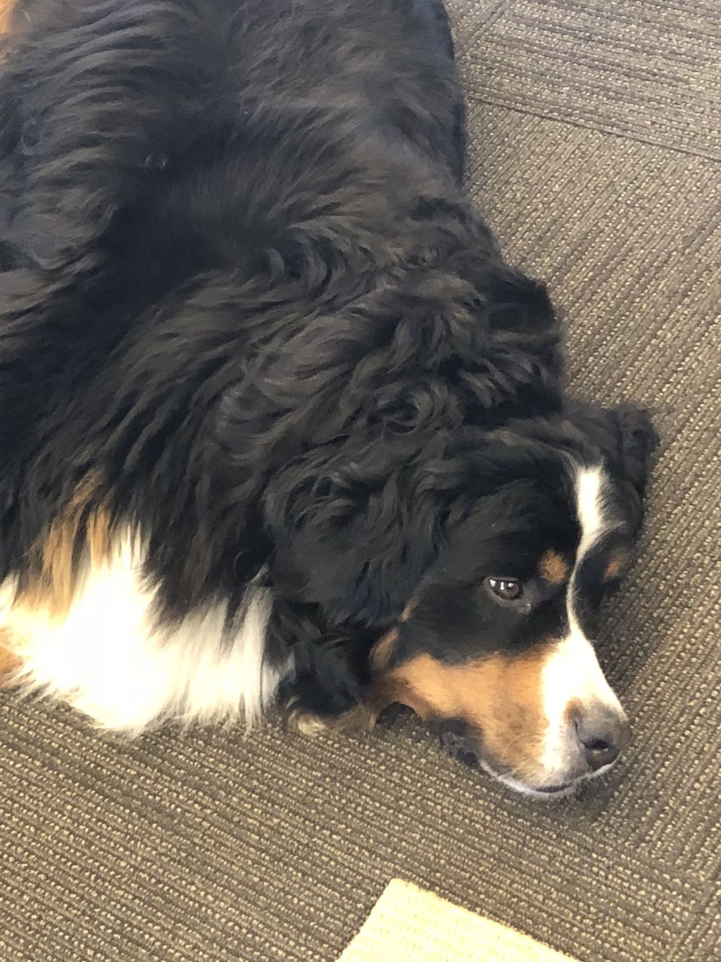 Lucy girl. One of the most calm dogs I've ever met