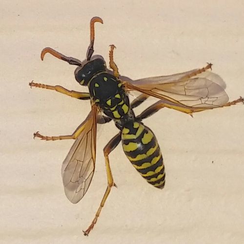 Polistes wasp