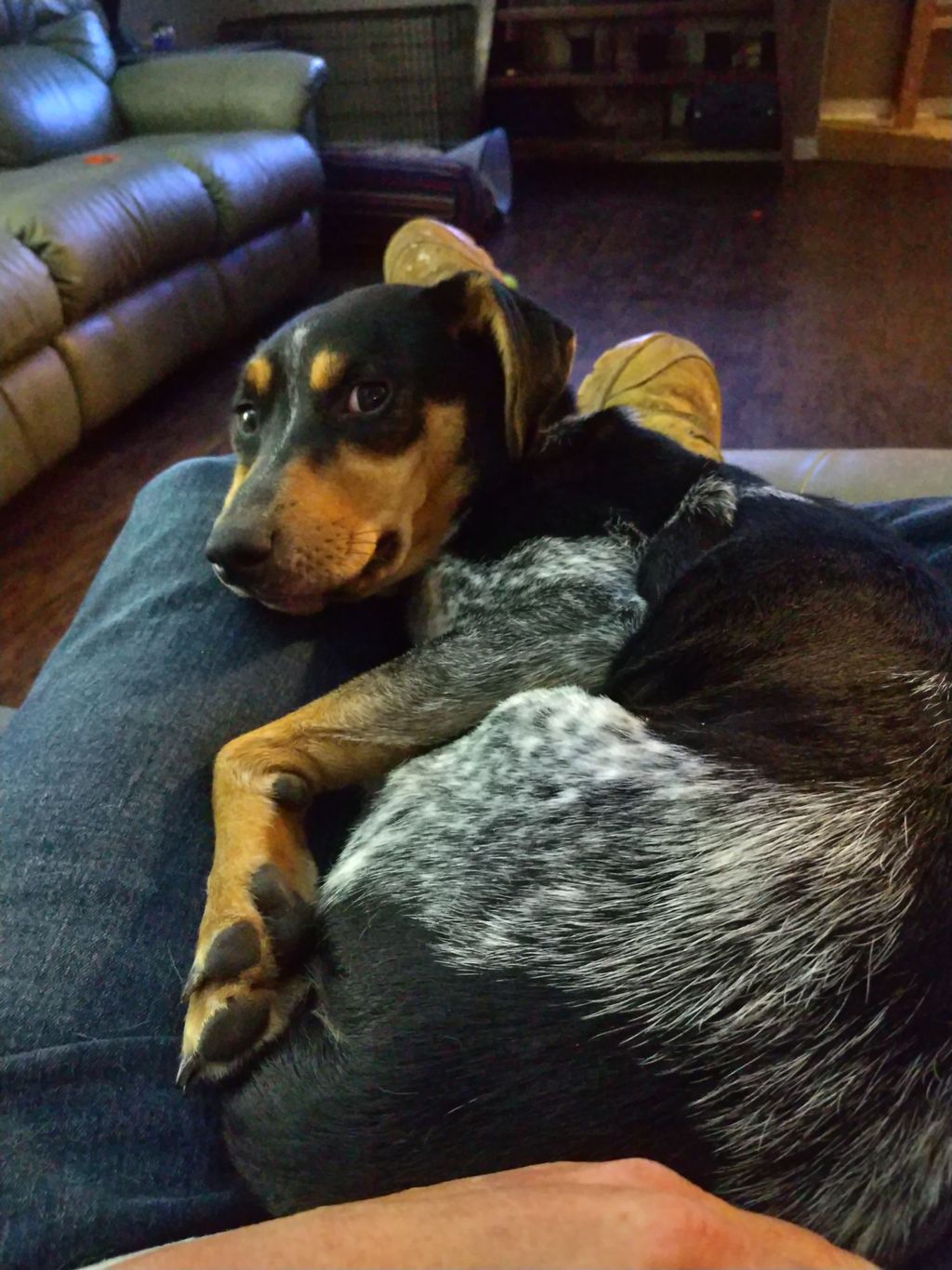 The Company Dog Scout 