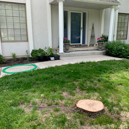 Tree Stump Grinding and Removal