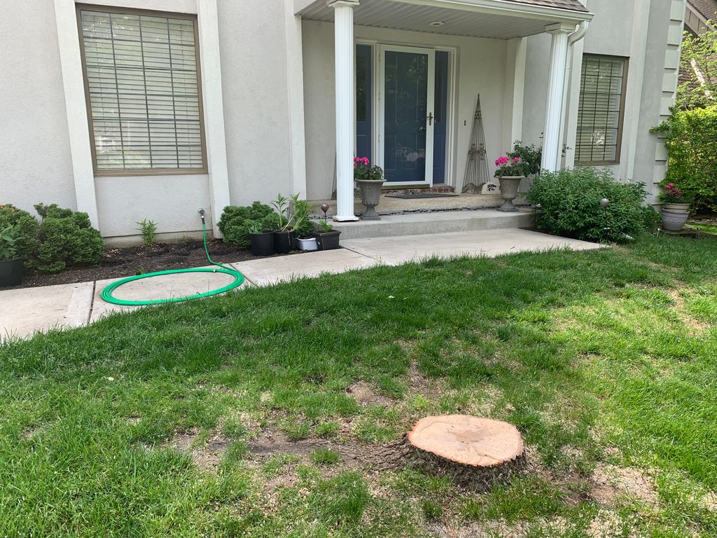 Tree Stump Grinding and Removal