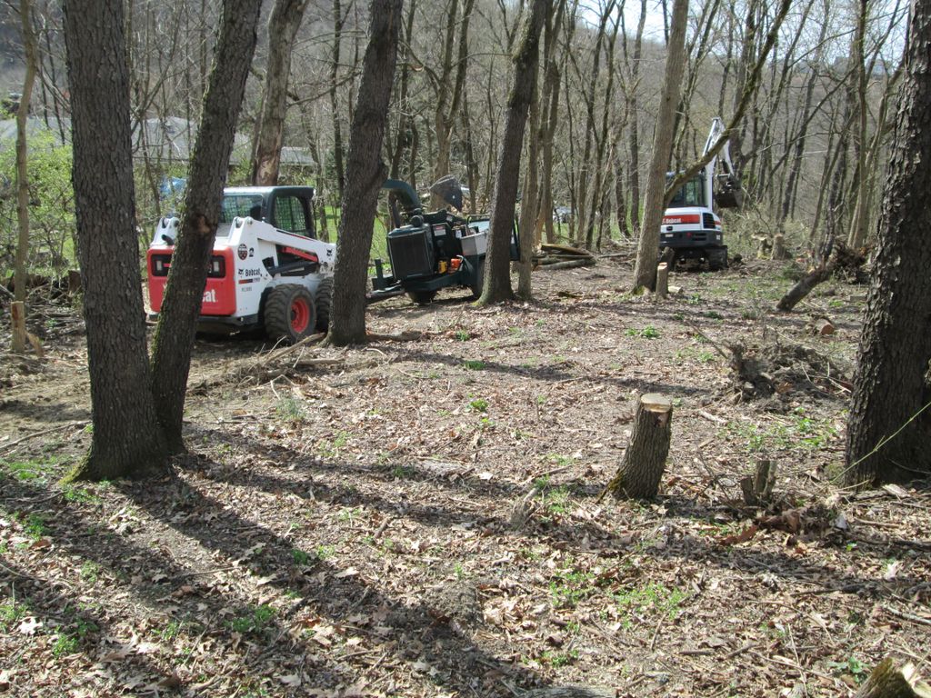 Lot - thinning of trees, chipping, 