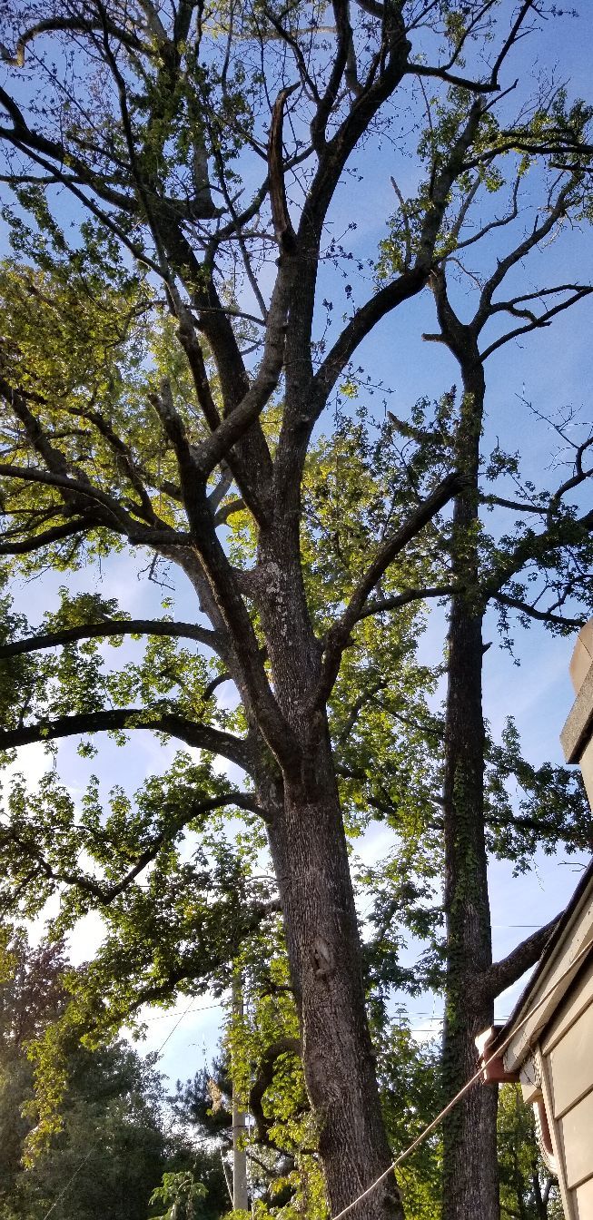 Tree Trimming and Removal