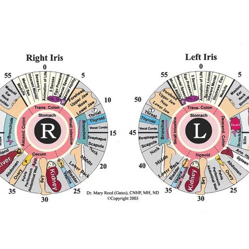 Iris Chart or the Organs of the Body
