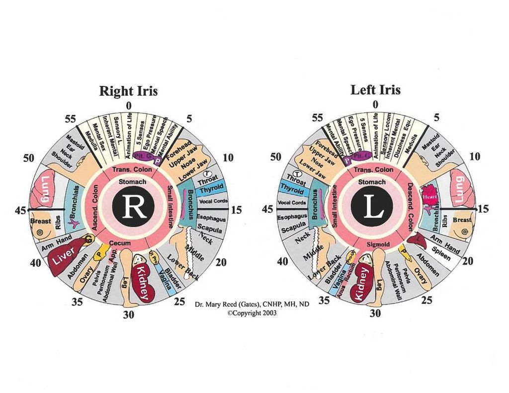 Iris Chart or the Organs of the Body