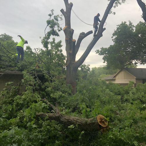 Tree Stump Grinding and Removal