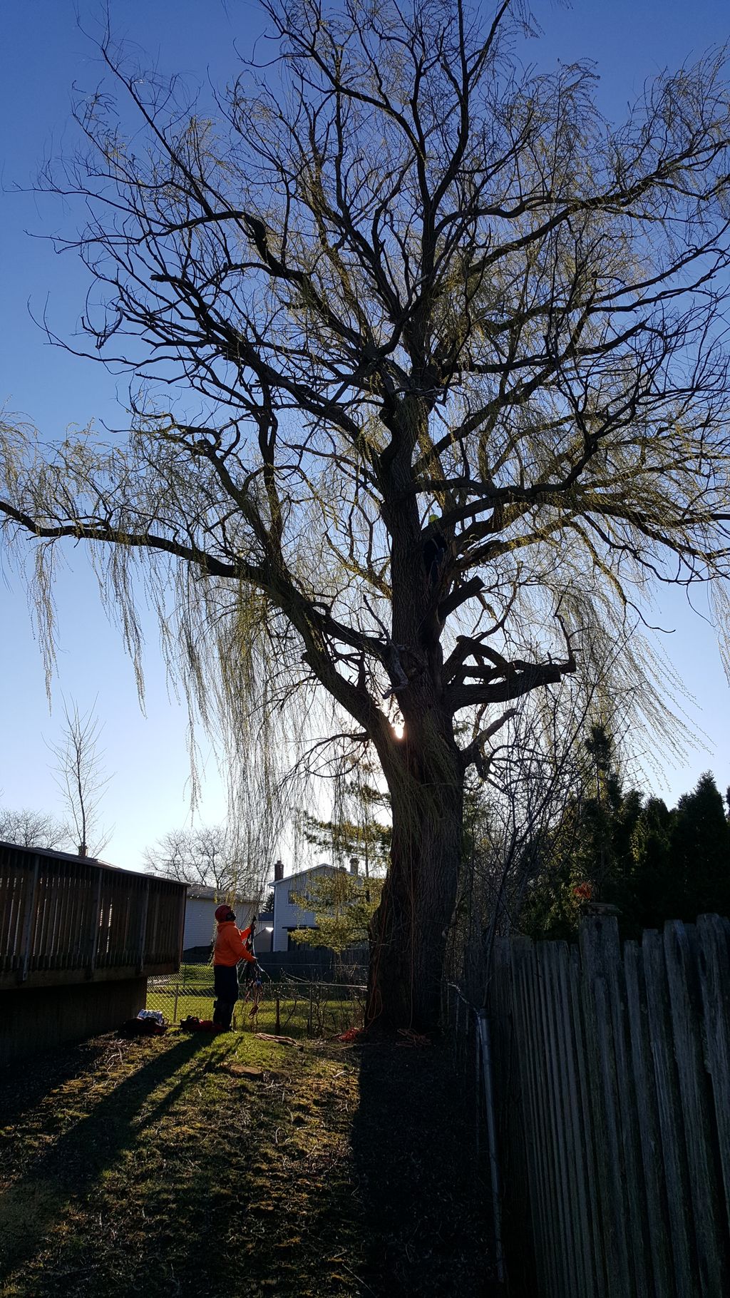 Tree Trimming and Removal