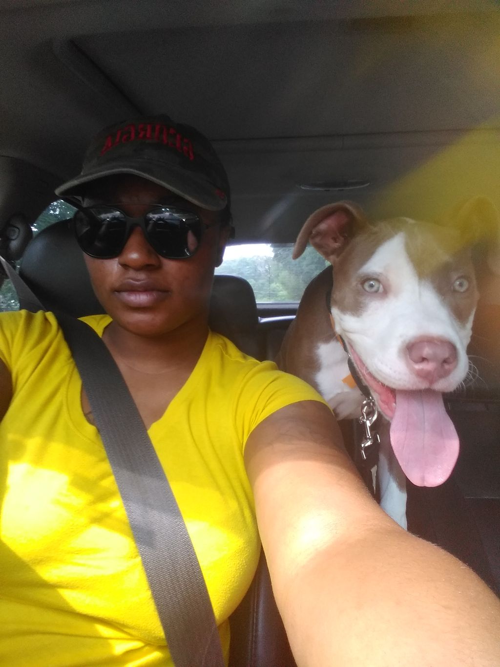 Pitbull Dreams