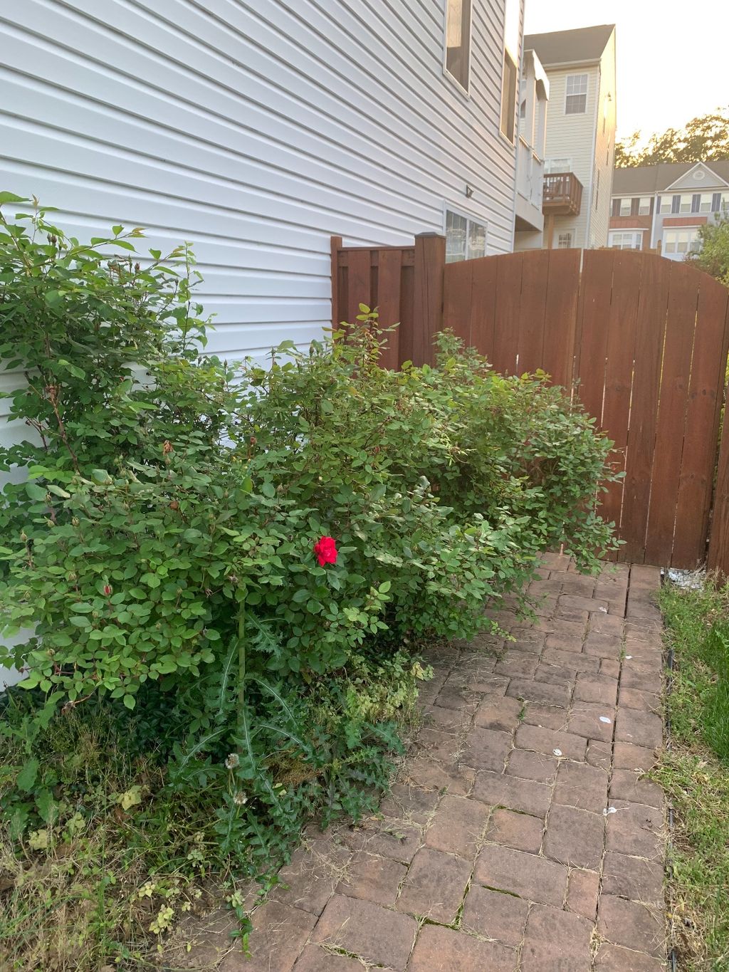 Customer photos