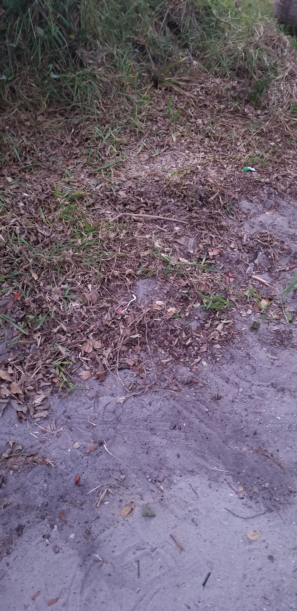 areas after trees and branches have been pick up 
