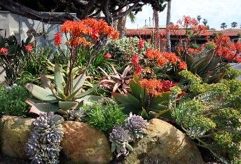 Succulent yard