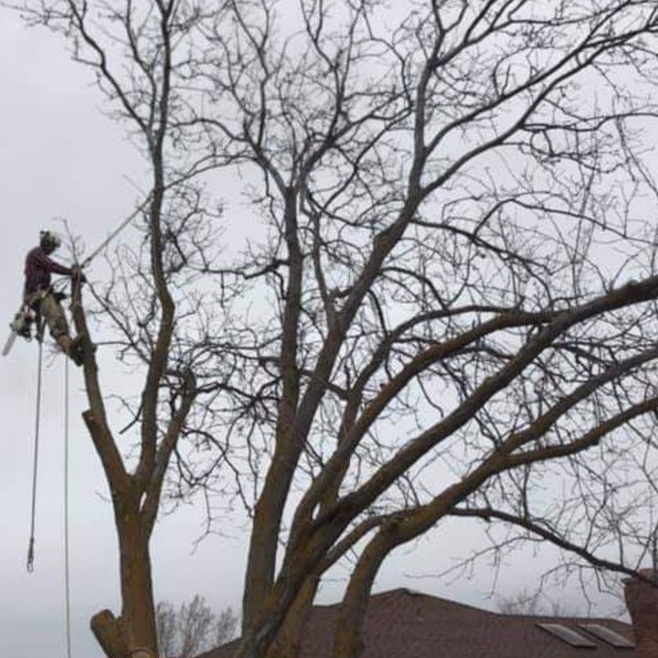 Lumberjax Tree Service