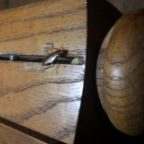 Roaches found and treated in a bed frame
