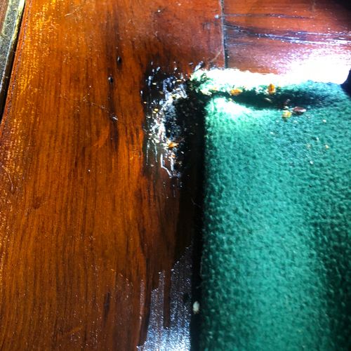 Bedbugs that had been overlooked by the homeowner