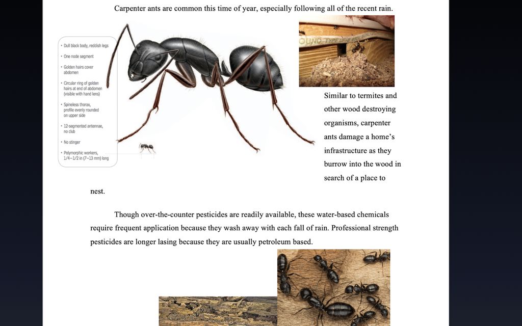 Carpenter Ants: Helpful Information