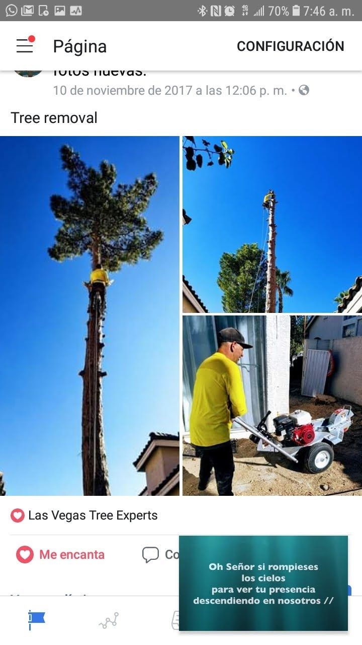 Tree Trimming and Removal