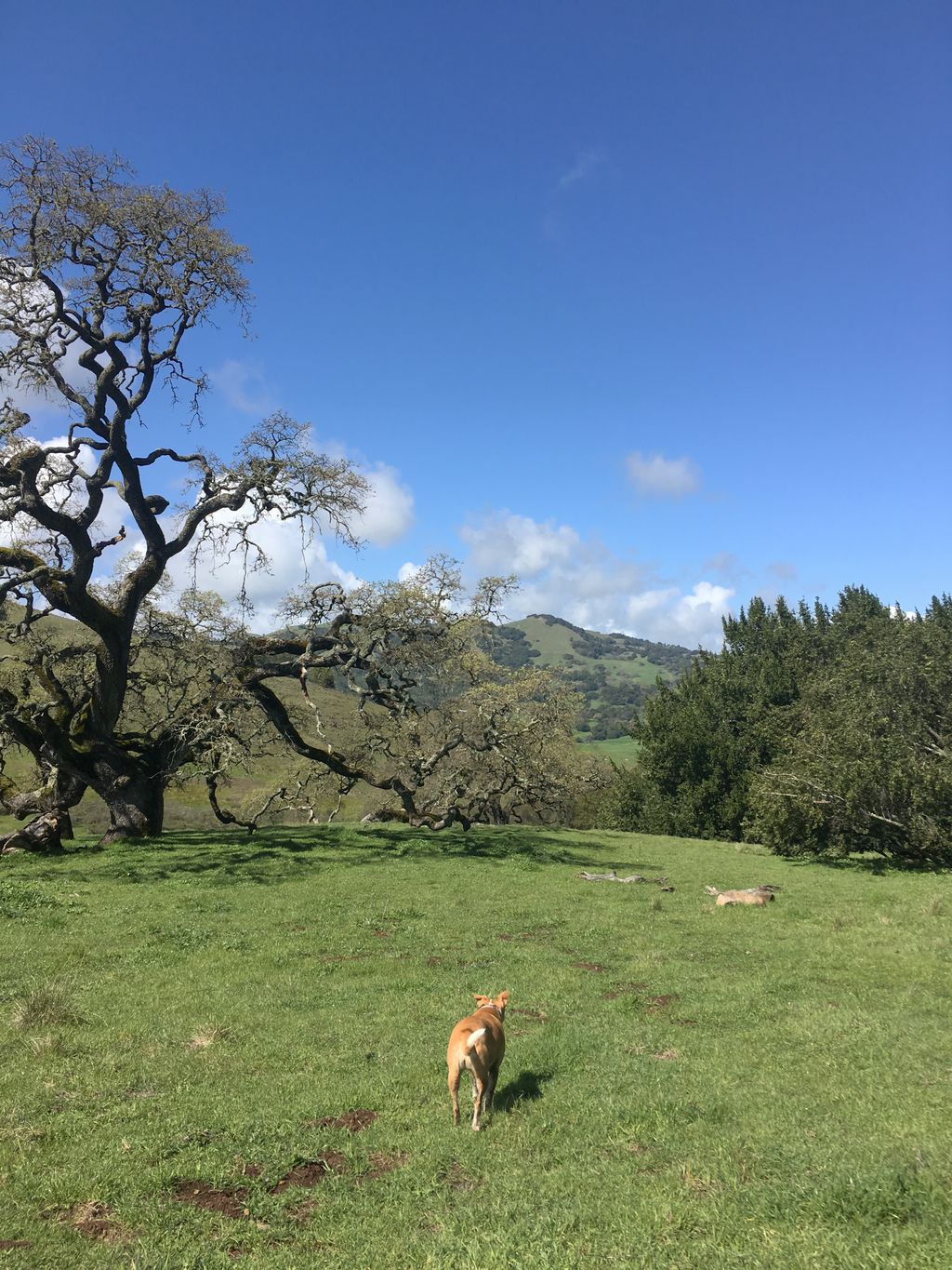 Mali at Mt. Burdell