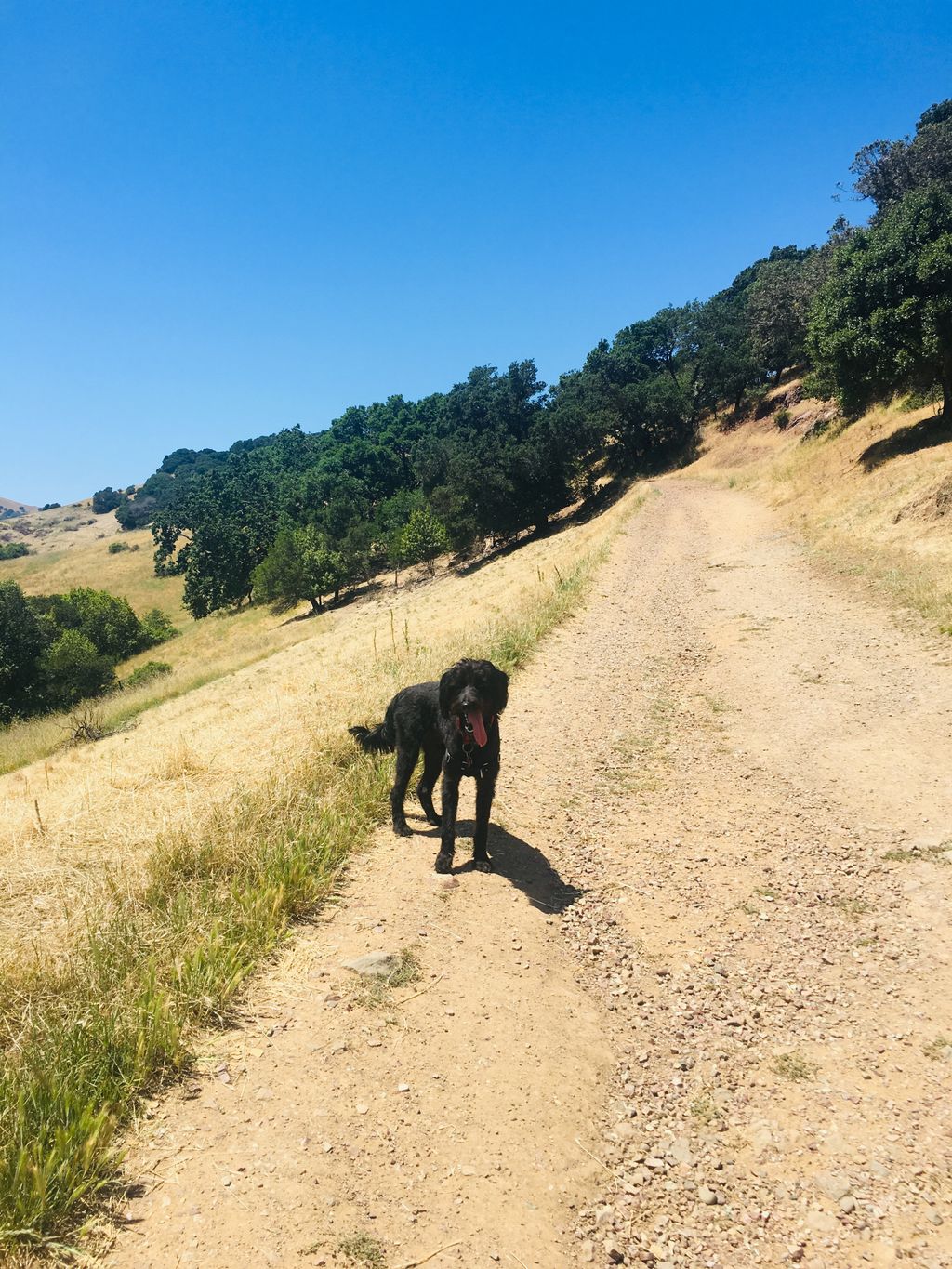 Sirius Black, labradoodle 1 year old, hiking Sleep