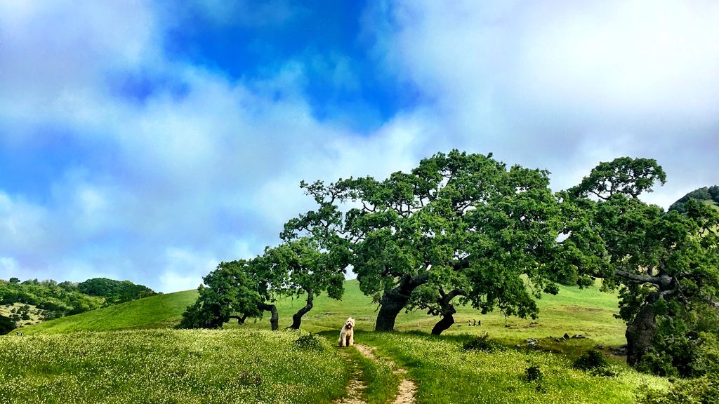 Sandy so happy at Mt. Burdell. 