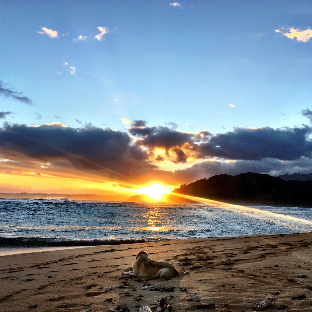 Our Lab Bodhi watching a Sunrise over Hanalei Bay