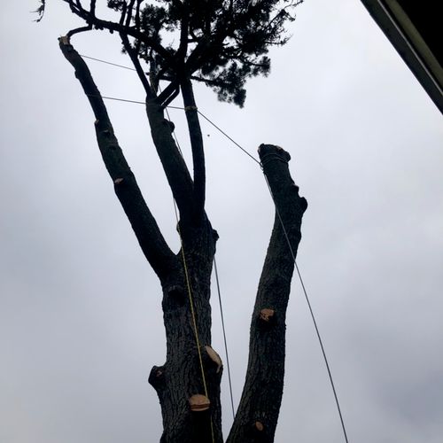 Removing a pine tree in sf